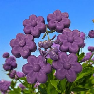 Blossom Six wax melt - Lavender